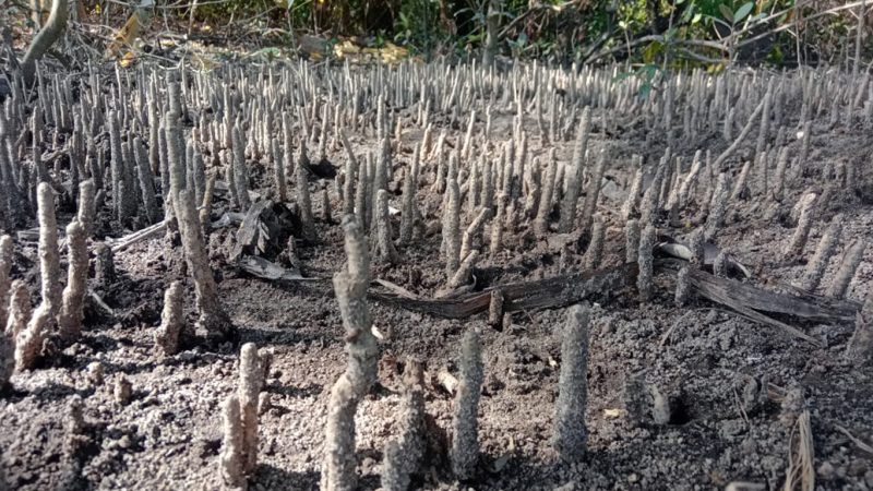 Oposición a proyectos futuros en Puerto Escondido de San Carlos