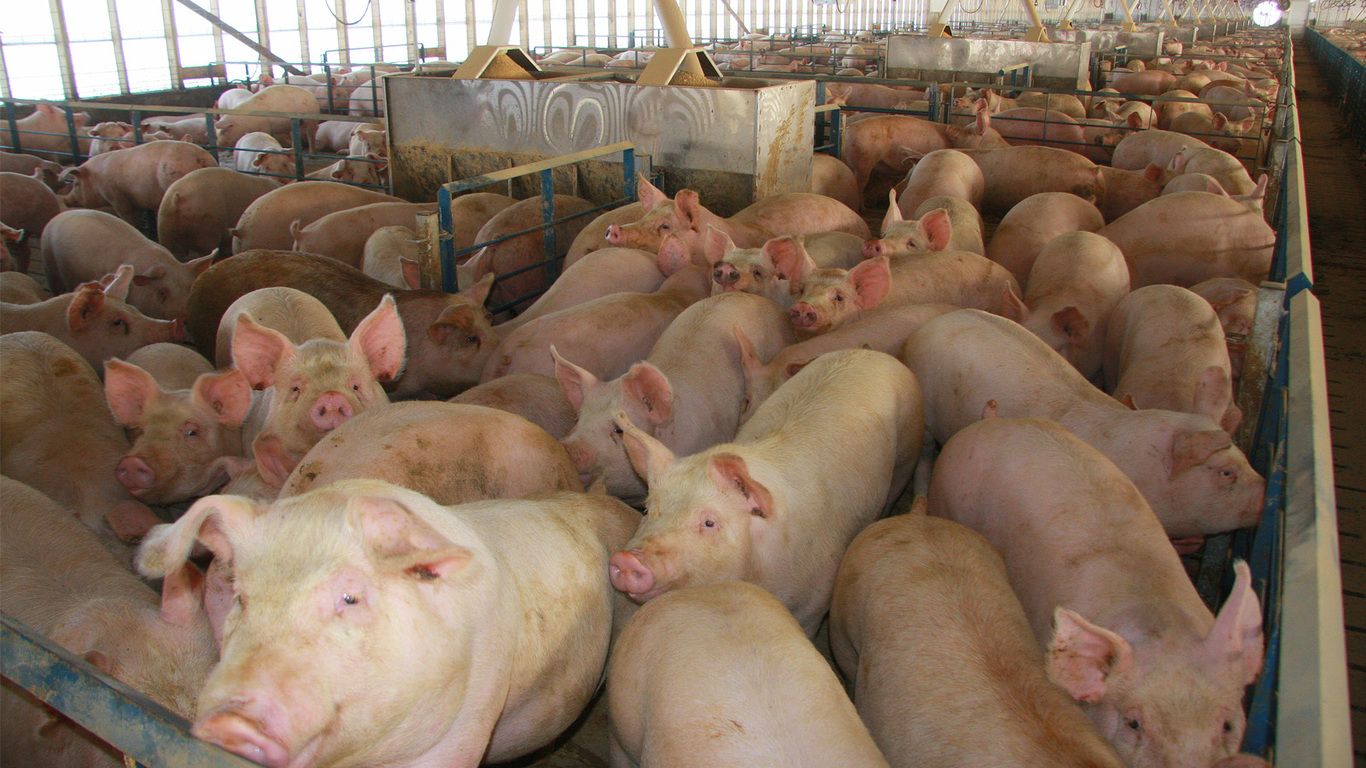 Porcinocultores dicen que desde marzo vendieroncerdos al gobierno