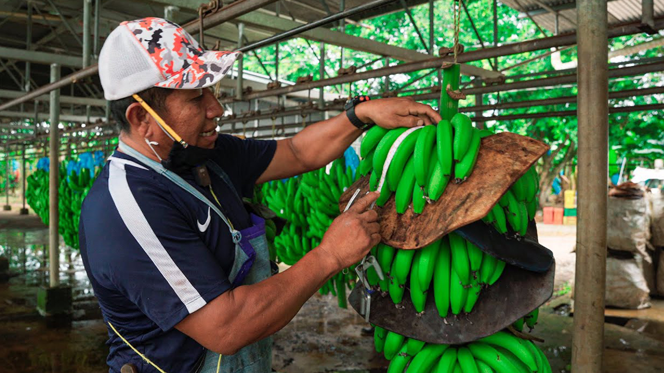 Sindicalistas bananeros de Bocas del Toro se van a huelga