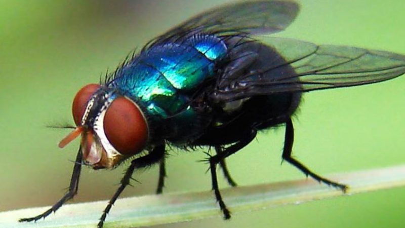 En Panamá Oeste, ¿Rancheros no están curando animales infestados con el barrenador?