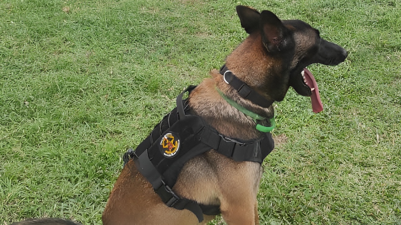 Unidad canina de la policía cuenta con  perros entrenados para detectar restos biológicos en hechos delictivos
