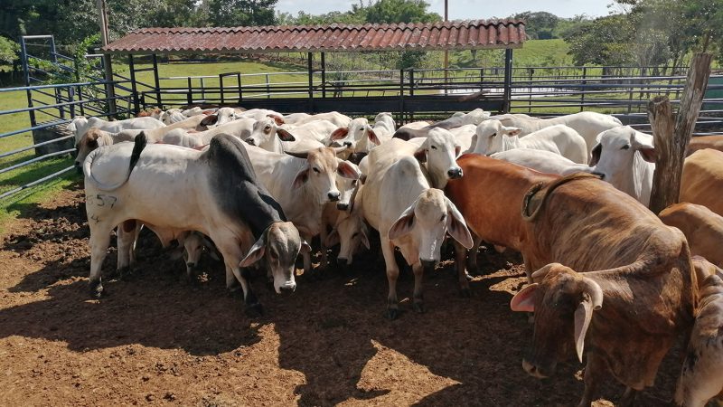 15 reses muertas por brote de rabia paralítica bovina en Panamá Oeste