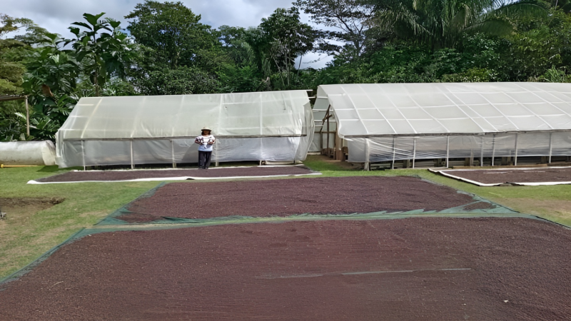 Productores capireños secan café con radiación solar