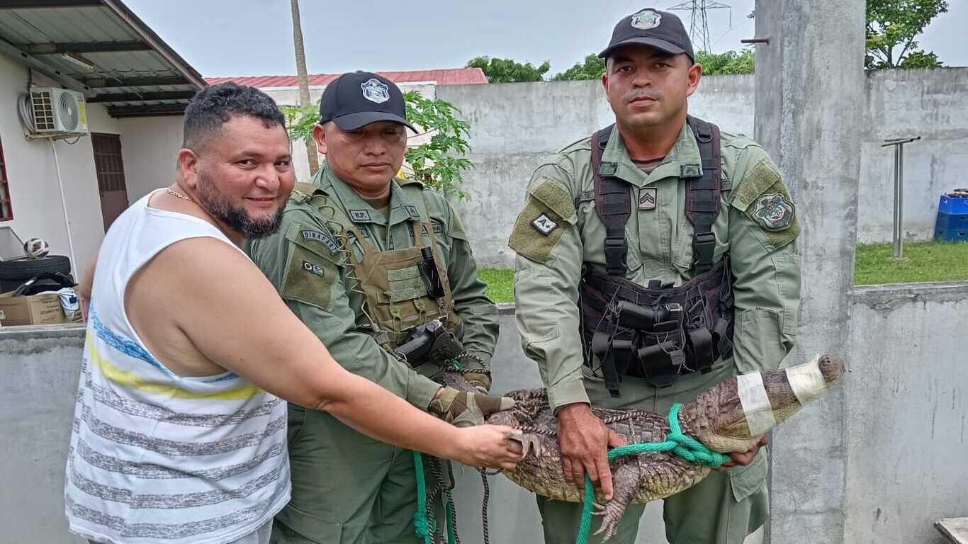 Policía rescata caimán en la barriada Colinas del Sol en Arraiján